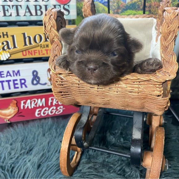 💕 Shorkies & Shih Tzu 💕 - Picture 11 of 14